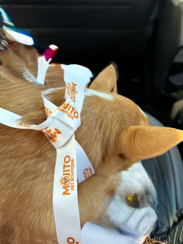 Pet grooming client transformation